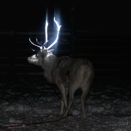 finland’s lapland is home to over twenty thousand reindeer, but...