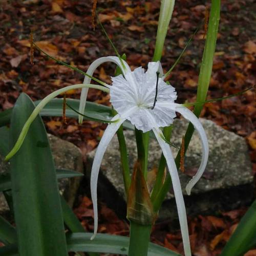 Hymenocallis is a genus of plants in the family Amaryllidaceae....