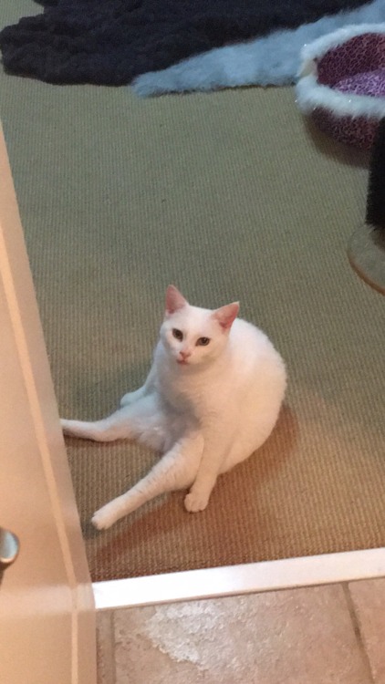derpycats - Biscuit sits like a person