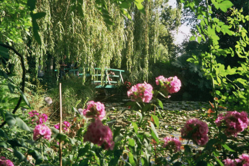 faetus - Monet’s garden