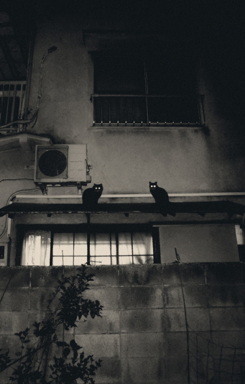 the-night-picture-collector:
“Todd Hido, Night, Shibuya, Tokyo
”