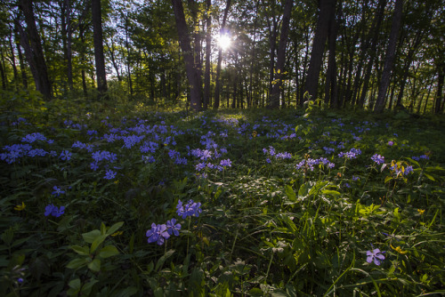 garettphotography - Spring in Illinois | GarettPhotography
