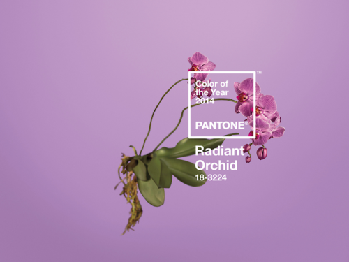 wgsn - Pantone has announced PANTONE®18-3224 Radiant Orchid as...