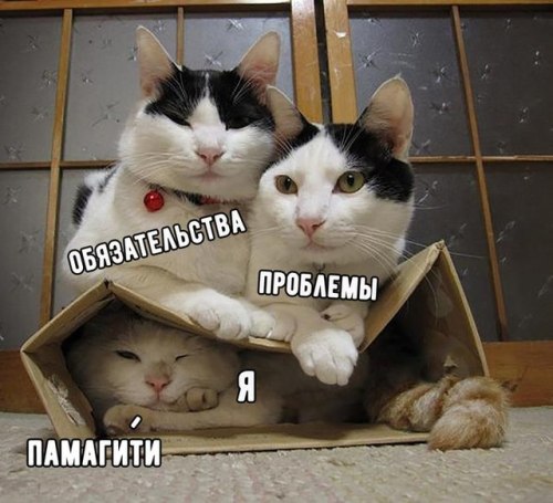 translatingrussiancats - markv5 - Памагити!On top of box - ...