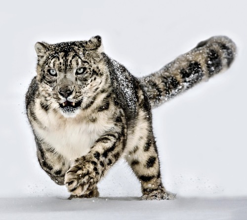 beautiful-wildlife - Snow Leopard by Paul Keates