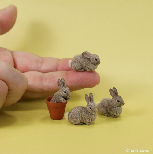 catsbeaversandducks - Miniatures by Kerri Pajutee 