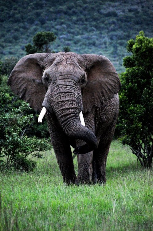 thebeautifuloutdoors - Elephant Kenya (2011)...
