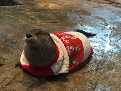 yourbrothershotfriend - REBLOG THE CHRISTMAS OTTER IN 10 SECONDS...