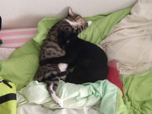 pilferingapples - Emergency Cat Cuddles time