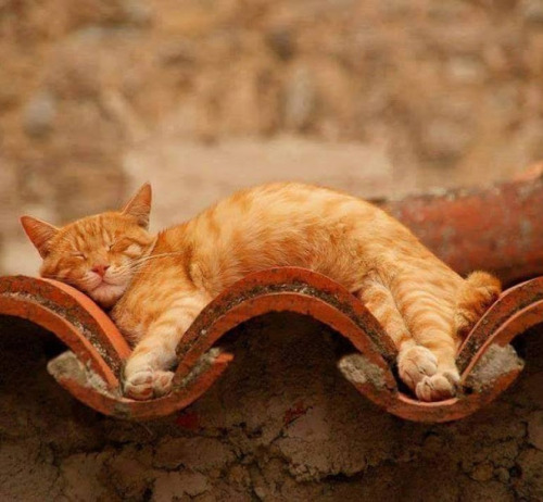 cookpot - [id - Photo of an orange cat laying happily on a...