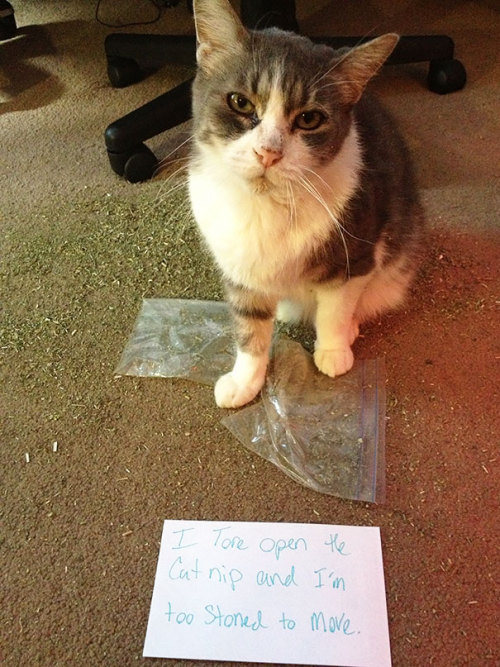 awesome-picz - Asshole Cats Being Shamed For Thire Crimes.