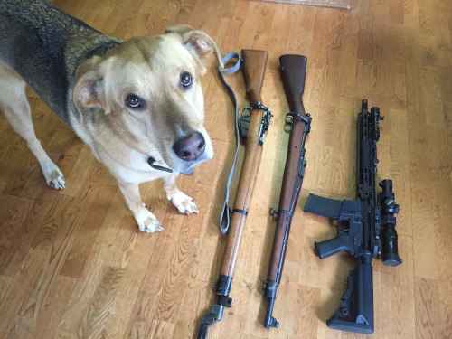 recoil-operated:Reblog the gun dog and guns will come to you.