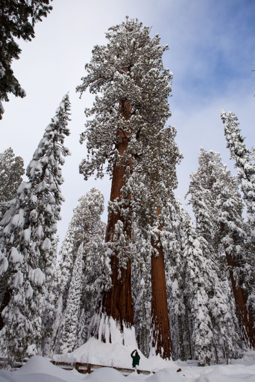 Good luck trying to put a star on top of this Christmas tree! 🎄 This time of the year, the towering trees at Sequoia and Kings Canyon National Parks are dressed in their winter best with a layer of snow. It is difficult to comprehend the immense size...