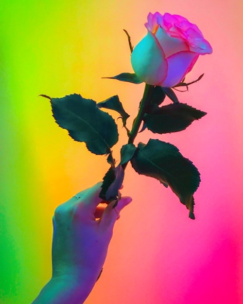 sleazeburger:Roses have the highest vibrational frequency...