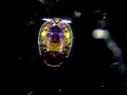 merismo - Just a microscopic marine crustacean with unusually...