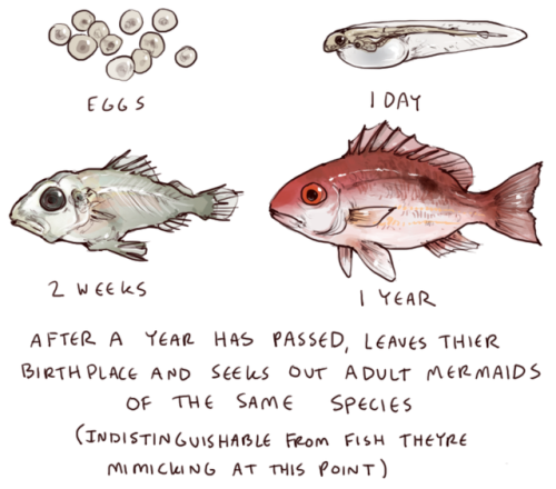vampireapologist - iguanamouth - did you know red snapper can live...
