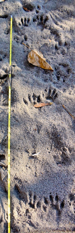 diy: “Become a Tracker“ Trackers read the stories that animals write as they move across the land. The depth of a pawprint, the angle of a broken twig, the splatter of a puddle – these are the patterns that a Tracker deconstructs. The easiest...