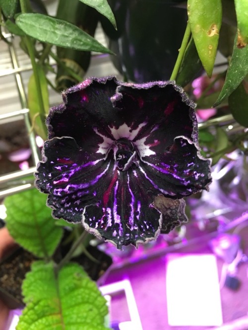 orchid-grower - Streptocarpus DS-Hypnosis. Blown away by this...