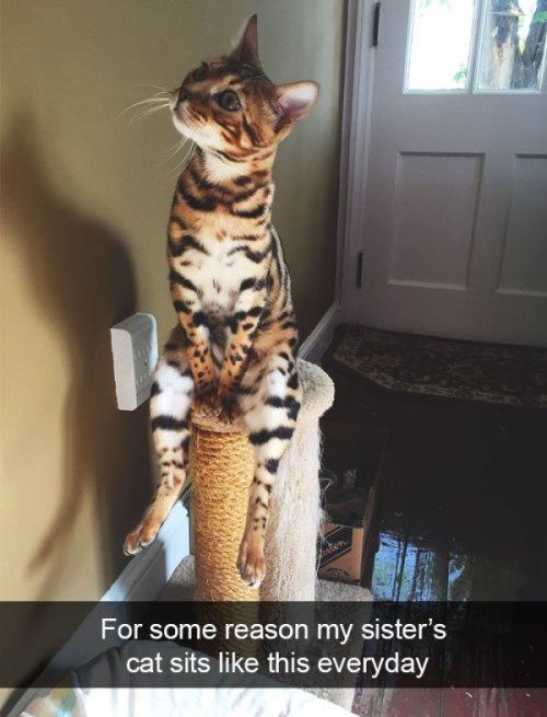 pr1nceshawn - Cats On Snapchat.
