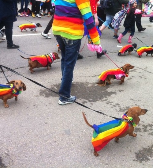 seashellesbians - gay dogs at pride parades being gay 
