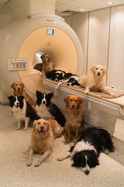 wowthing - micdotcom - Brain scans reveal what dogs really think...