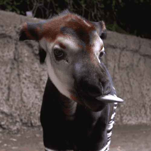 blurrysnakescales - wildlifemajor - sdzoo - Happy World Okapi...