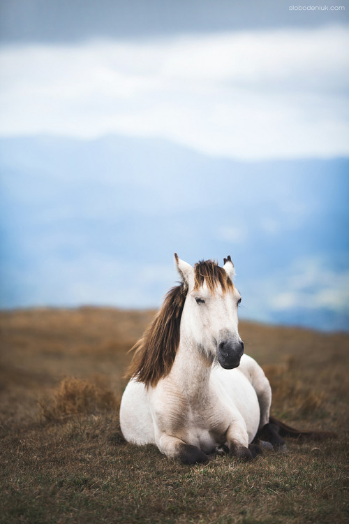 equineimage - Wild horse in mountains.Photo by Oleh...