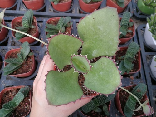 I saw this super cool kalanchoe and then I forgot to buy it ._.