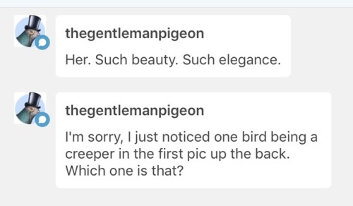 pigeonqueen - @thegentlemanpigeon well spotted! that’s...