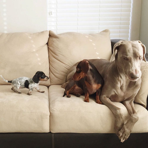 awesome-picz - Two Dogs Get A New Puppy And Now They’re The...