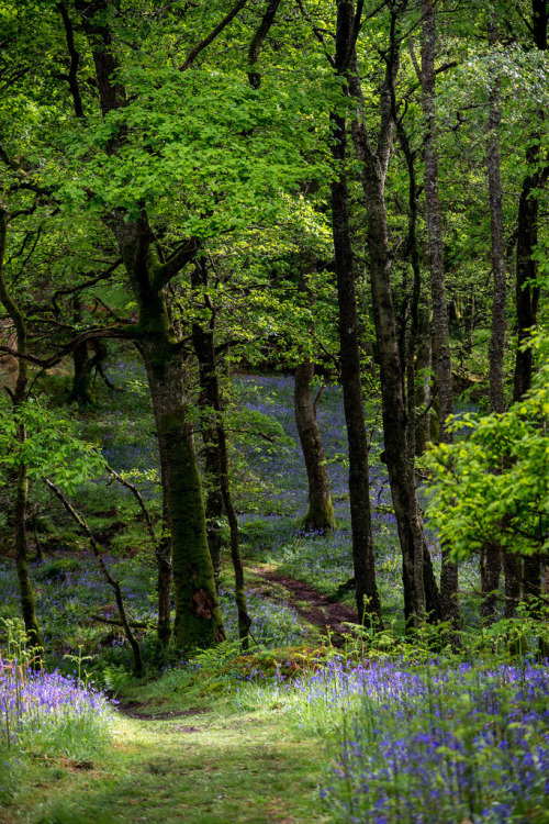 wanderthewood - Dumfries and Galloway, Scotland by howard-sherwood