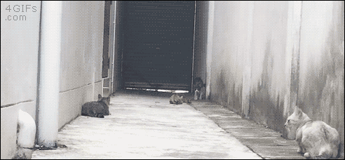 4gifs:Ninja cat runs the gauntlet. [video]