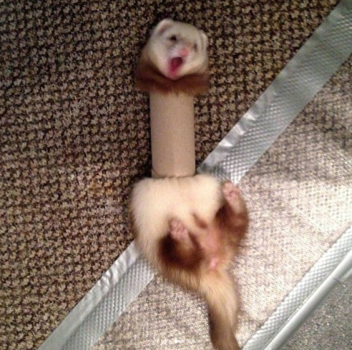 babyanimalgifs - Hilarious animals in clumsy situations