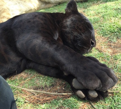 naamahdarling - coolcatgroup - The size of those paws… and BEANS...