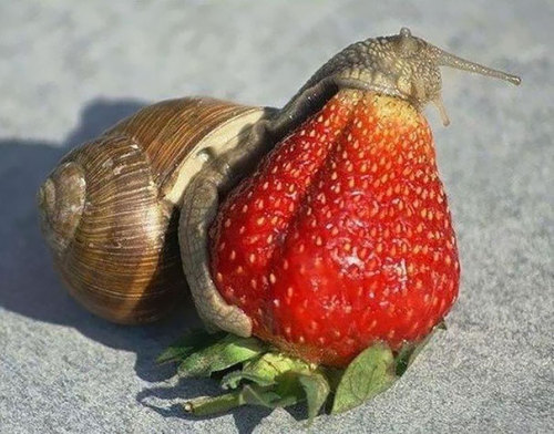 awesome-picz - Animals Eating Berries Look Like Horror Movie...