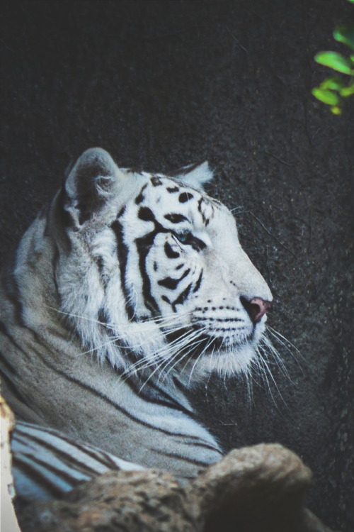 white tiger on Tumblr