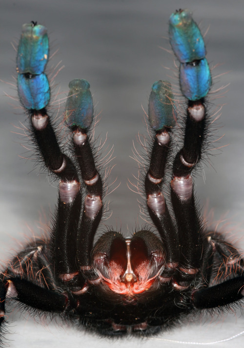 archiemcphee - Today we learned that not only do tarantulas come...