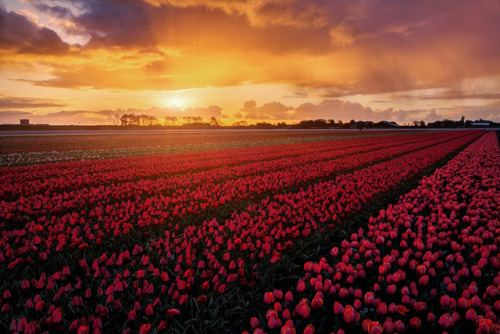 te5seract:Spring Netherlands & Spring Dutch Countryside...
