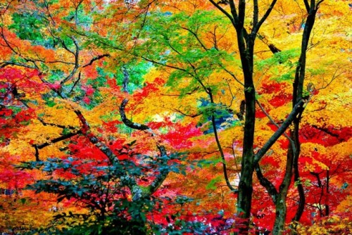 punipunijapan - Autumn leaves in Japanese is 紅葉(kouyou). ...