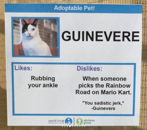 babyanimalgifs:Shelter created hilarious profiles for their...
