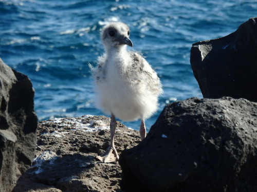 Fluffy bird, Galapagos Islands, 2014.