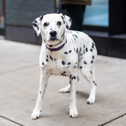 thedogist - Moomba, Dalmatian (14 y/o), Little Italy, New York,...