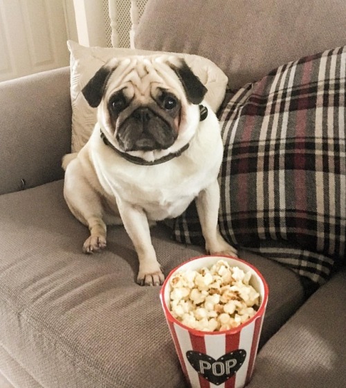 Captain getting ready to watch a movie #pugstagram #pug...