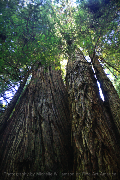 bright-witch:Redwoods| Personal Print Shop and Photography...
