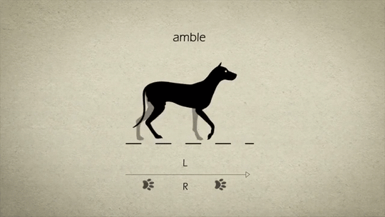 animationtips - gif87a-com - Animal Gaits for Animators by Stephen...