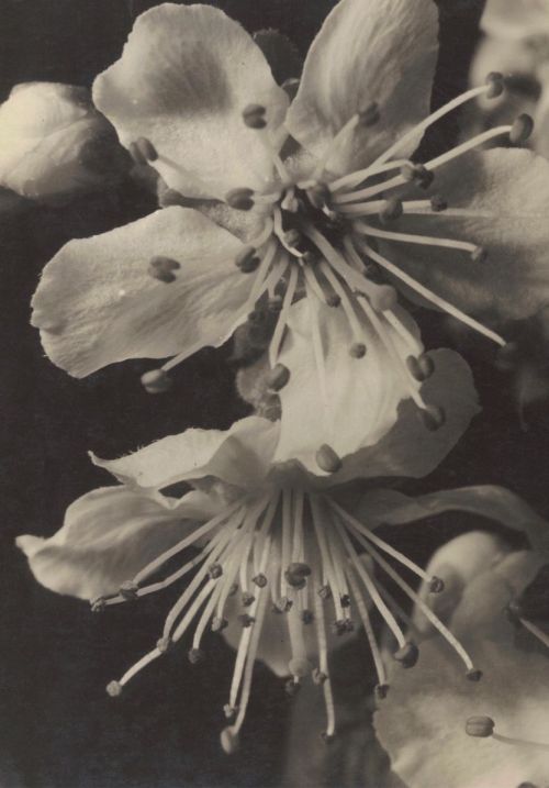 fragrantblossoms:Elisabeth Hase (b. December 16, 1905 in Döhlen...
