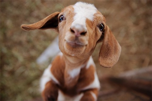 steppauseturnpausepivotstepstep:unamusedsloth:Baby goats aka...