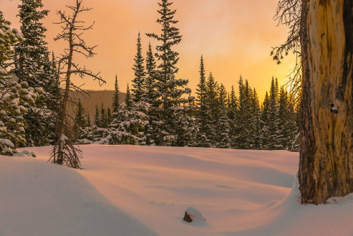 Sunrise after a fresh snowfall gives an aura of peace to this small meadow at Rocky Mountain National Park in Colorado. With a golden sun and pink light filtered through the morning fog, it’s easy to picture something magical happening in this...