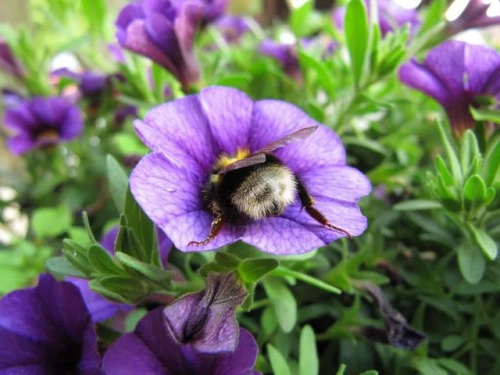 catsbeaversandducks - Some bumble bee butts.Via Imgur