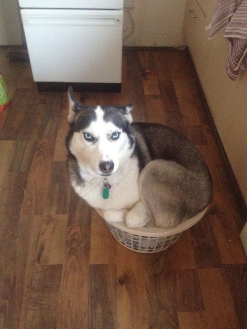Y are huskys so good and adorable? Also fluffy, never forget...